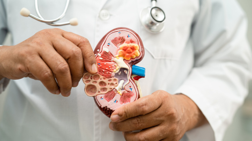 Naučnici kombinovali organoide bubrega sa organima svinje i izvršili transplantaciju