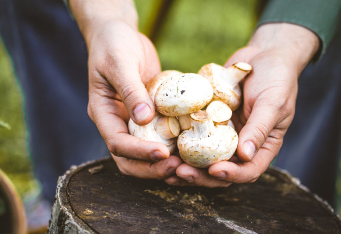 Zašto nikada ne bi trebalo prati pečurke pre kuvanja ili skladištenja