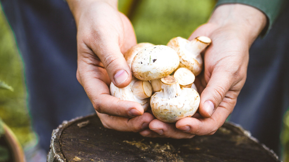 Zašto nikada ne bi trebalo prati pečurke pre kuvanja ili skladištenja