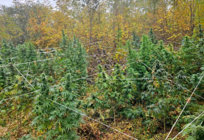 Dva muškarca iz okoline Kruševca uhapšena zbog 37 stabljika kanabisa, na tavanu kuće pronađen kokain