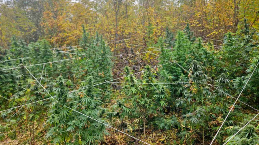 Dva muškarca iz okoline Kruševca uhapšena zbog 37 stabljika kanabisa, na tavanu kuće pronađen kokain