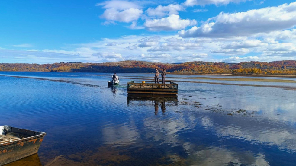 Na Vlasinskom jezeru postavljen splav za gnežđenje čigri