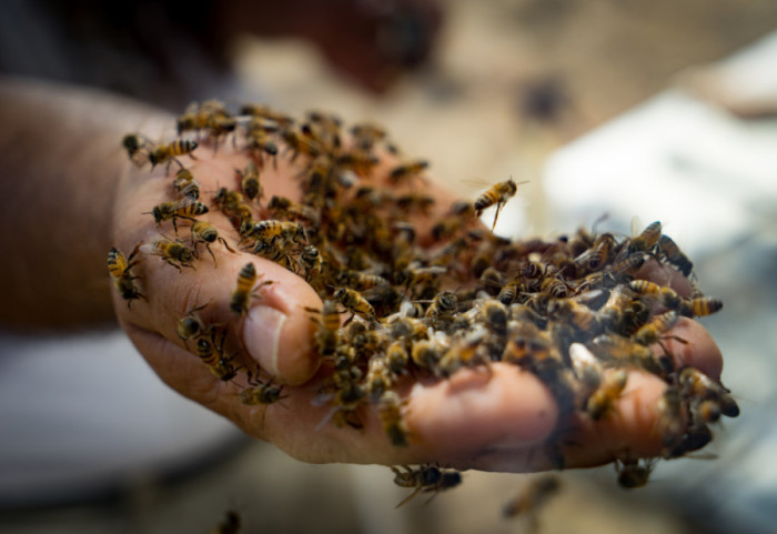 Otac i sin iz SAD preminuli od uboda roja osa tokom turističke posete Laosu