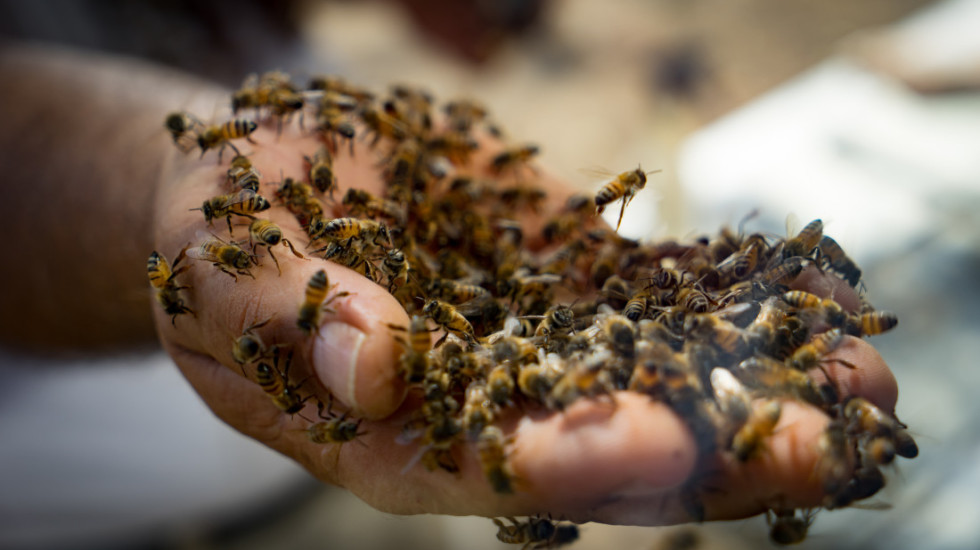 Otac i sin iz SAD preminuli od uboda roja osa tokom turističke posete Laosu