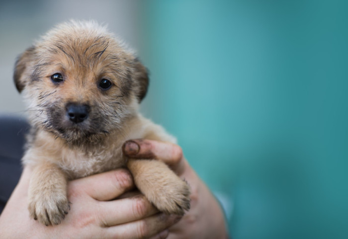 Greška koju ljudi prave kada dovode štene u svoj dom
