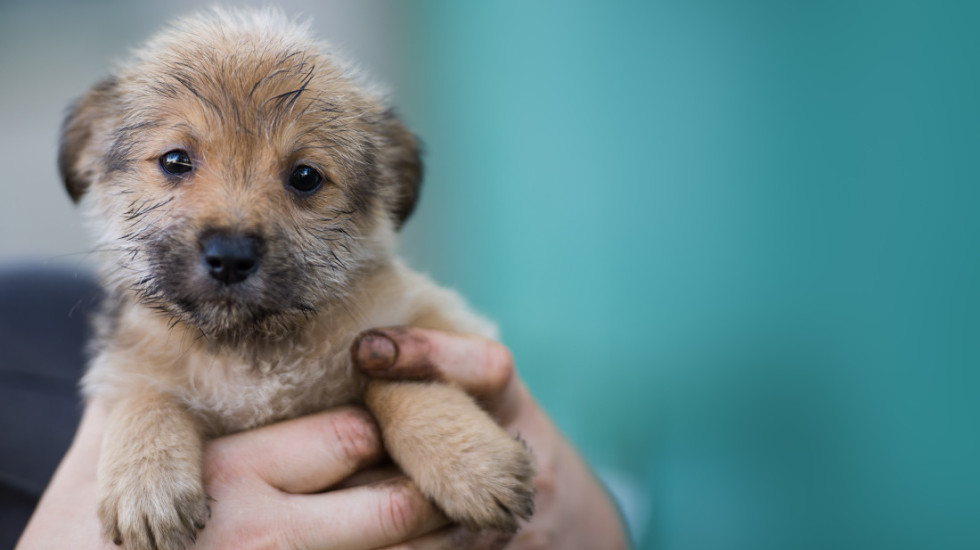 Greška koju ljudi prave kada dovode štene u svoj dom