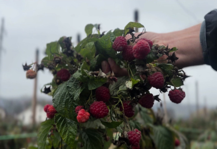 Malinari u Arilju uzgajaju jesenju sortu: "Podnosi temperature do minus pet stepeni, berba do sredine decembra"