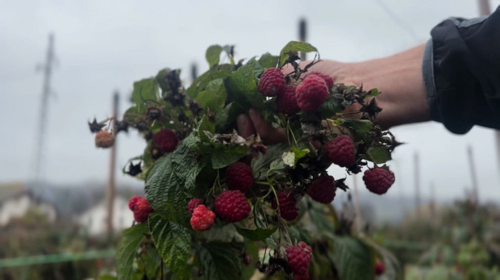 Malinari u Arilju uzgajaju jesenju sortu: "Podnosi temperature do minus pet stepeni, berba do sredine decembra"