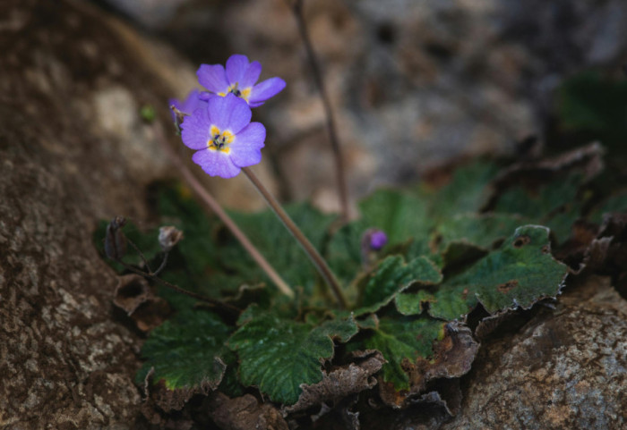 Simbol stradanja i pobede srpskog naroda u Prvom svetskom ratu: Natalijina ramonda je "cvet feniks", oživi kad se osuši