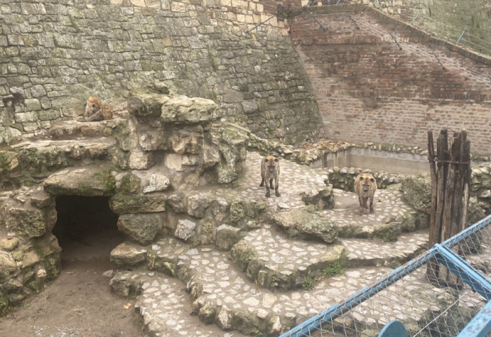 Stigli novi stanovnici Beo zoo vrta: Dve bebe hijene već osvajaju srca posetilaca, čekaju da dobiju imena