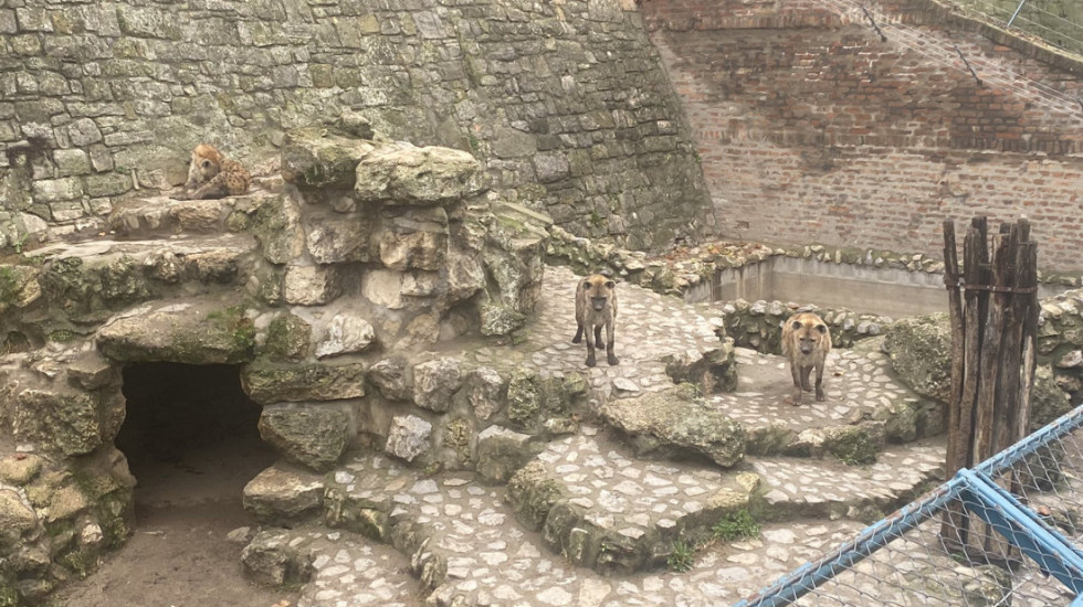 Stigli novi stanovnici Beo zoo vrta: Dve bebe hijene već osvajaju srca posetilaca, čekaju da dobiju imena