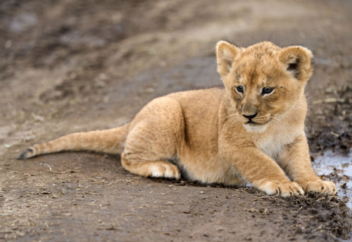 Objavio snimke vožnje sa mladunčetom lava u kolima: Nemačka policija pokrenula poteru