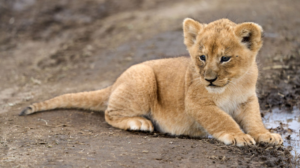 Objavio snimke vožnje sa mladunčetom lava u kolima: Nemačka policija pokrenula poteru