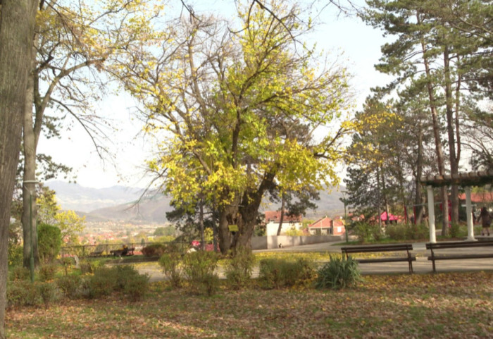 Nicale zgrade umesto drveća: U Nišu ko zida - mora da posadi po jedno drvo za svaki stan