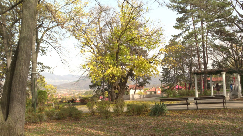 Nicale zgrade umesto drveća: U Nišu ko zida - mora da posadi po jedno drvo za svaki stan