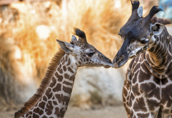 Naučnici otkrili: Prvi poljubac se dogodio pre više od 20 miliona godina