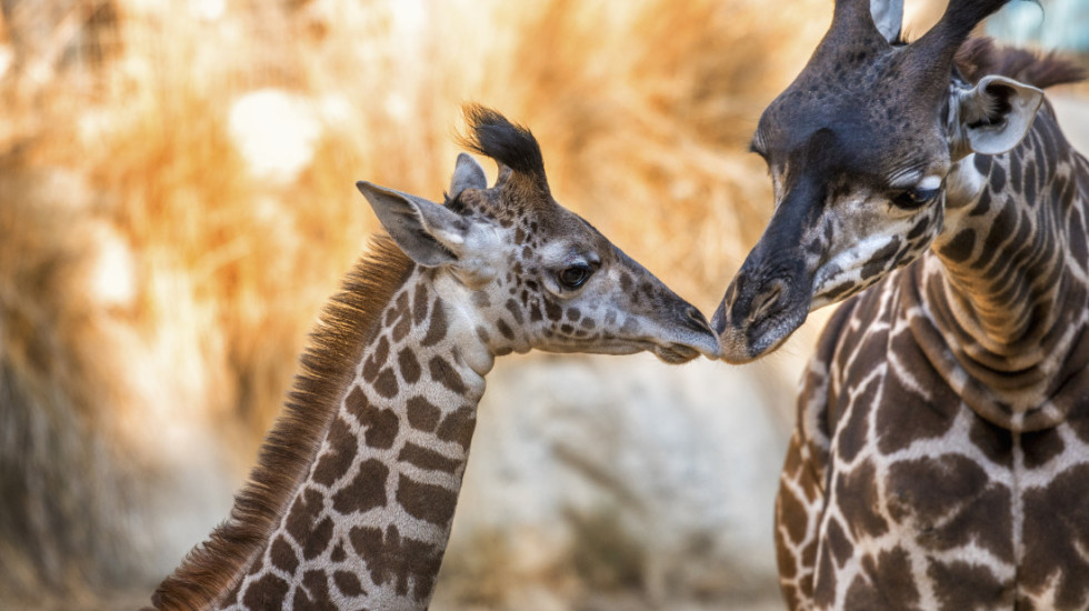 Naučnici otkrili: Prvi poljubac se dogodio pre više od 20 miliona godina