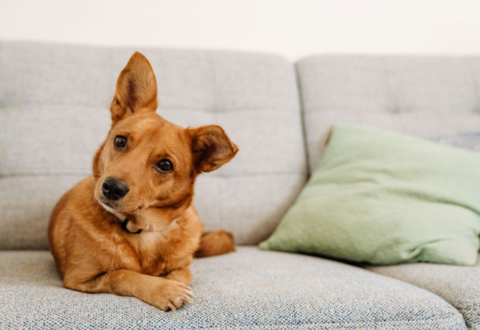 Koja sredstva za čišćenje mogu biti opasna za kućne ljubimce: Izazivaju iritaciju kože i respiratorne tegobe