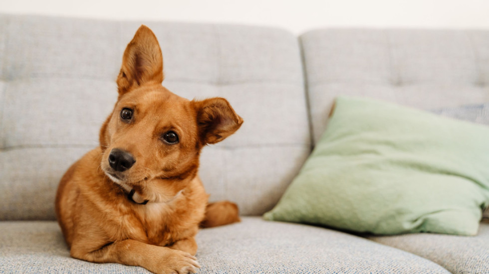 Koja sredstva za čišćenje mogu biti opasna za kućne ljubimce: Izazivaju iritaciju kože i respiratorne tegobe