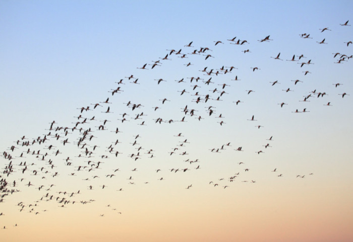 Ptičji grip potvrđen kod dve divlje ptice u Ljubljani i Kopru