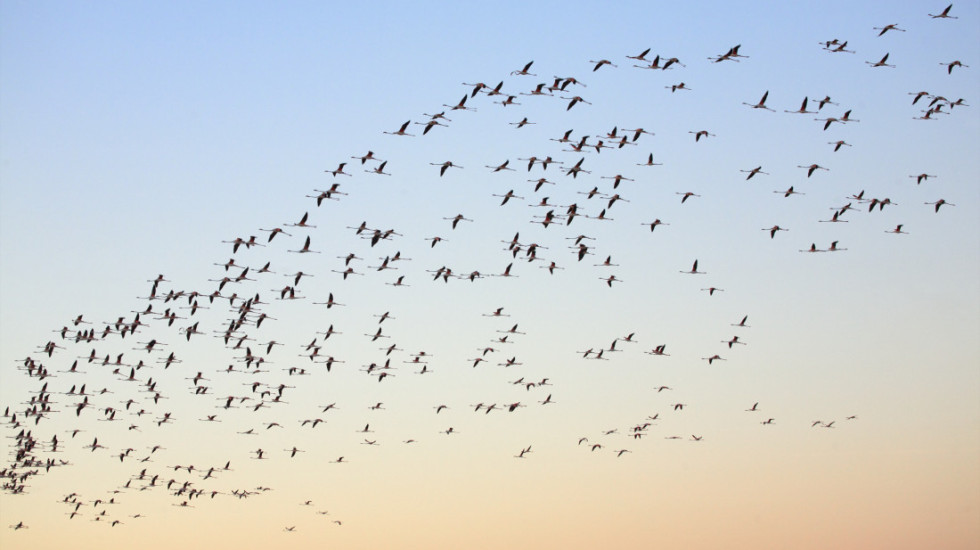 Ptičji grip potvrđen kod dve divlje ptice u Ljubljani i Kopru