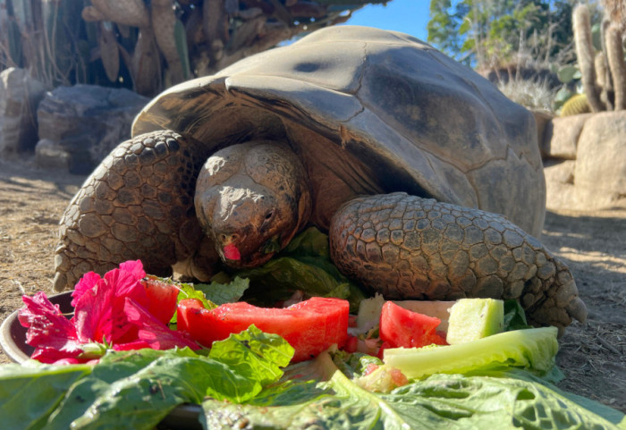 Uginula džinovska kornjača Grema, stara oko 140 godina: Dočekala 20 američkih predsednika