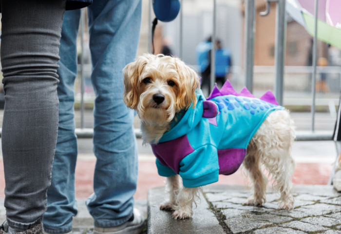 Zašto se preporučuje da tokom hladnijih dana oblačite svoje pse