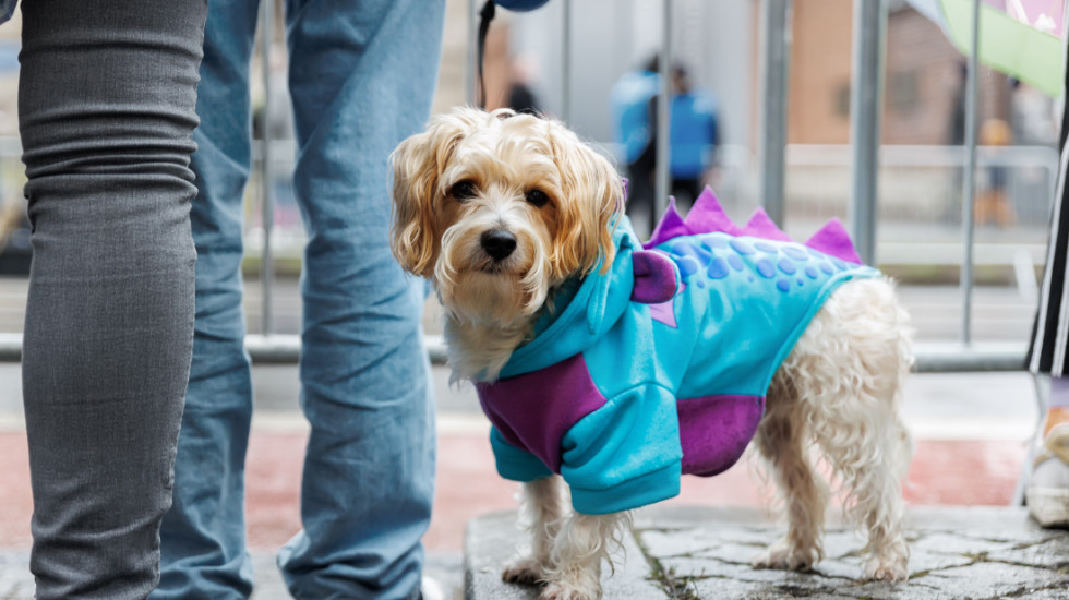 Zašto se preporučuje da tokom hladnijih dana oblačite svoje pse