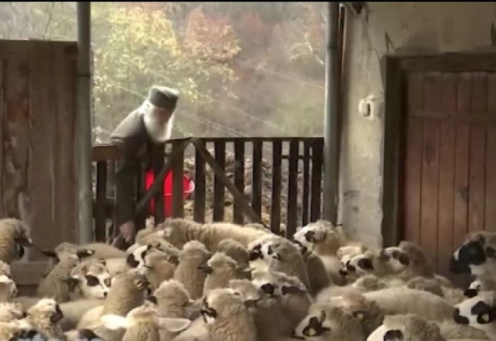 Magistar biologije i pastir: Radivoje (81) čuva ovce manastira Studenice već 30 godina, vreme prekraćuje čitajući knjige