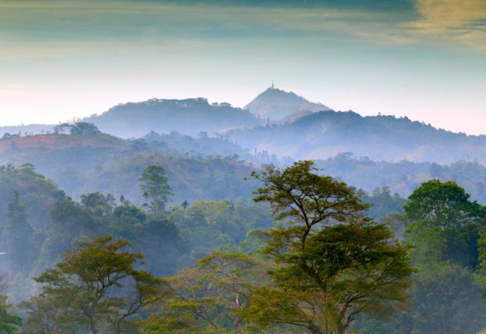 Biolog ostvario svoj san u prašumama Sumatre: Pronašao biljku za kojom je tragao 13 godina