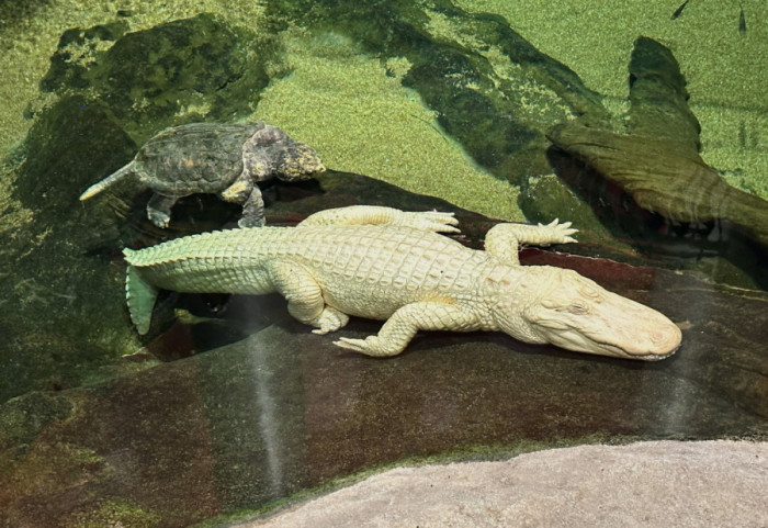 Uginuo albino aligator Klod, nezvanična maskota San Franciska
