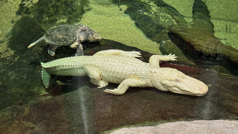 Uginuo albino aligator Klod, nezvanična maskota San Franciska