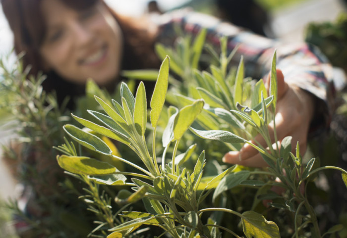 Lekovita svojstva žalfije: Obnavlja sluzokožu, idealna za dezinfekciju grla