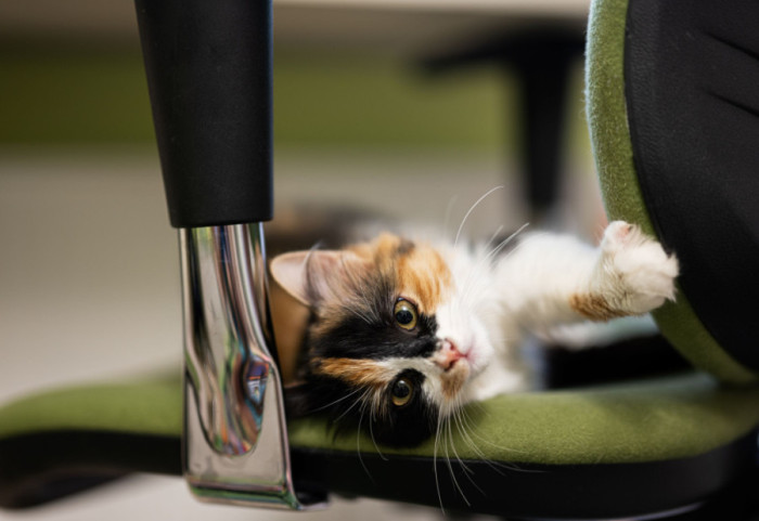 Mače izazvalo poplavu u kafiću u Virdžiniji, lokal se zatvara do kraja godine