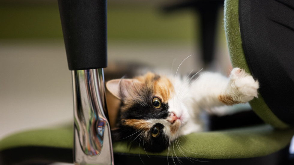 Mače izazvalo poplavu u kafiću u Virdžiniji, lokal se zatvara do kraja godine