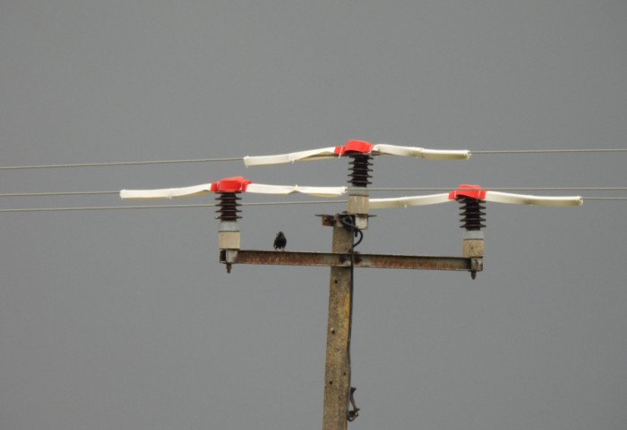 Dunav bezbedniji za ptice tokom seobe