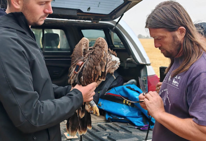 Orao iz Srbije postao žrtva ilegalne trgovine: Društvo za zaštitu ptica ne pristaje na otkup koji nude krijumčari