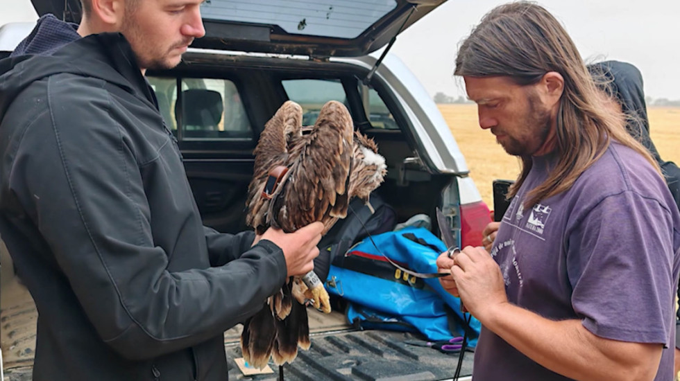 Orao iz Srbije postao žrtva ilegalne trgovine: Društvo za zaštitu ptica ne pristaje na otkup koji nude krijumčari