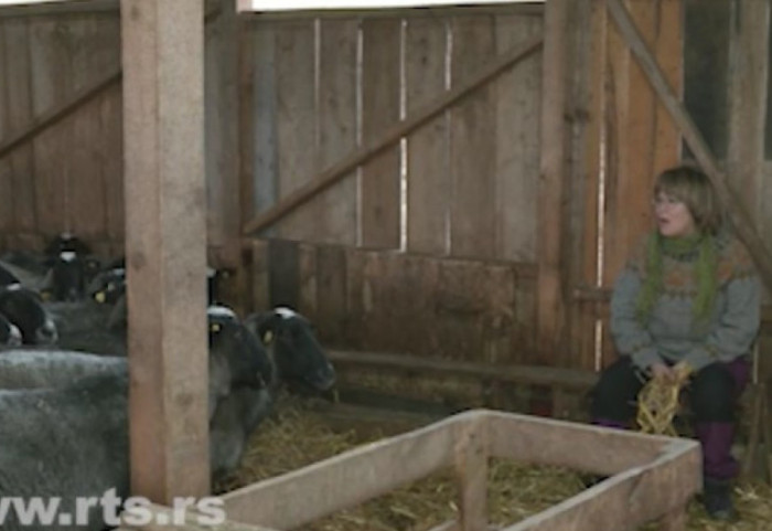 Vratili se iz Finske u selo kod Valjeva: Tadići okrenuli novi list sa stotinu ovaca