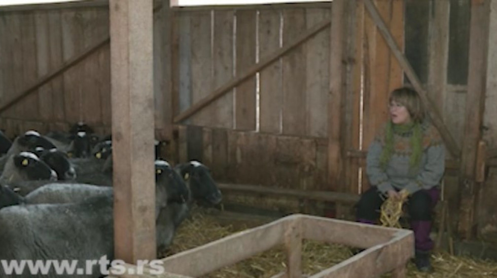 Vratili se iz Finske u selo kod Valjeva: Tadići okrenuli novi list sa stotinu ovaca