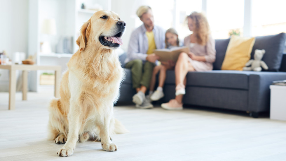 Najpogodnije rase pasa za ljude koji prvi put postaju vlasnici