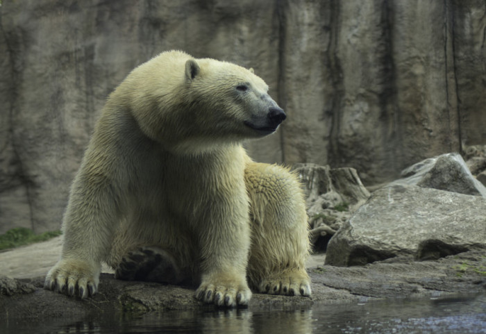 U Beo Zoo Vrt do kraja godine stižu tri bela medveda, a sledeće godine slonica Maja