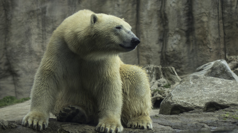 U Beo Zoo Vrt do kraja godine stižu tri bela medveda, a sledeće godine slonica Maja