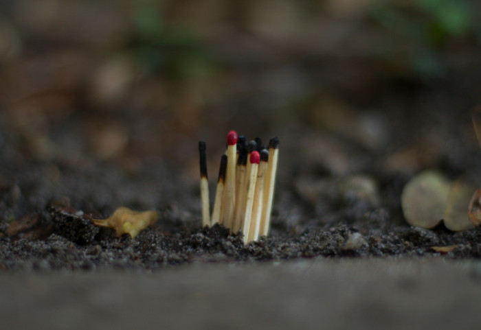 Zašto ubacivanje šibica u saksije pomaže biljkama da bolje rastu