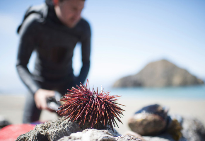 Zašto morski ježevi misteriozno nestaju?