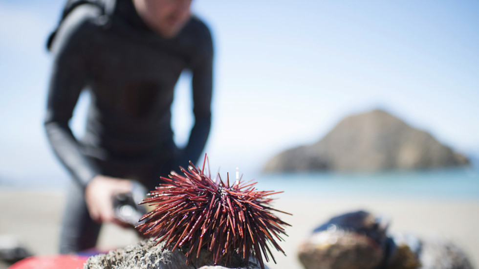 Zašto morski ježevi misteriozno nestaju?