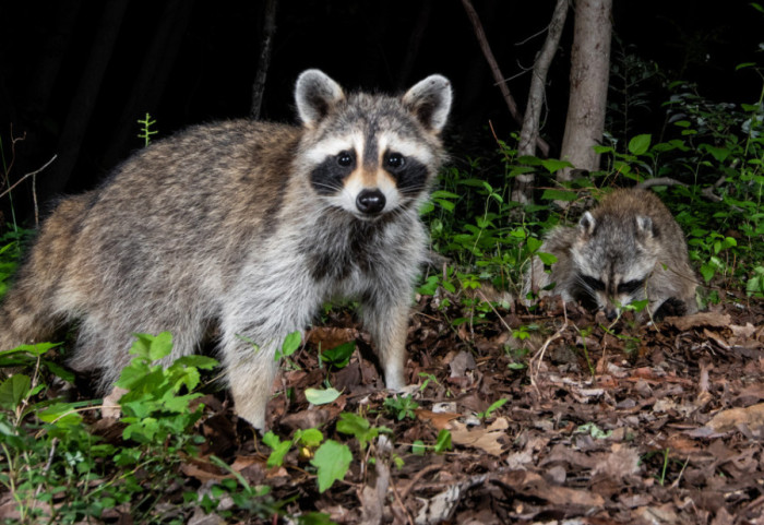 Vlasti u Holandiji ubile skoro 250 rakuna, planiraju da istrebe i preostalih stotinak