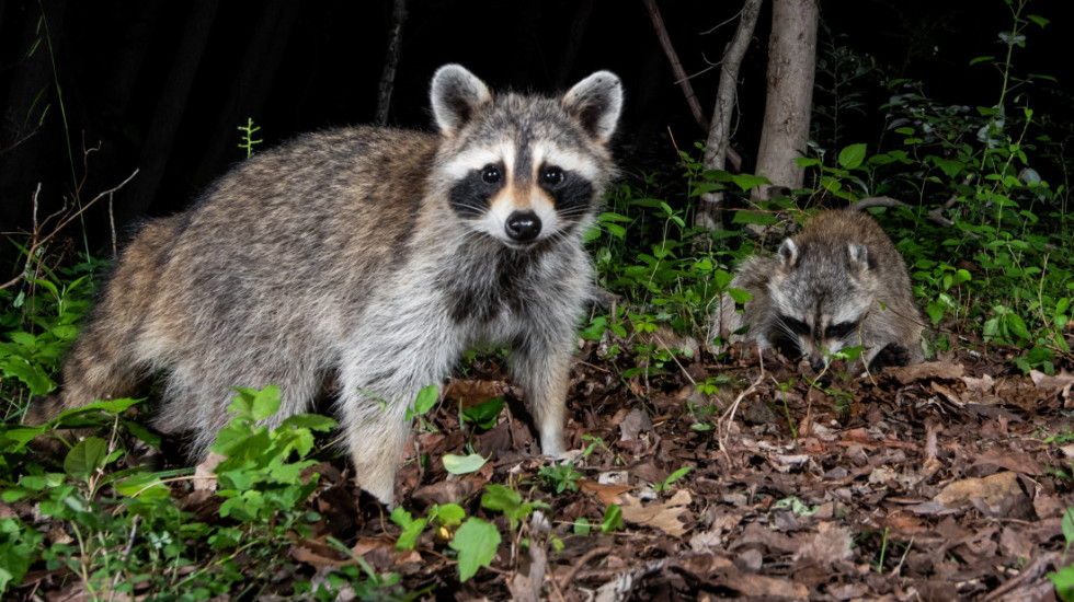 Vlasti u Holandiji ubile skoro 250 rakuna, planiraju da istrebe i preostalih stotinak