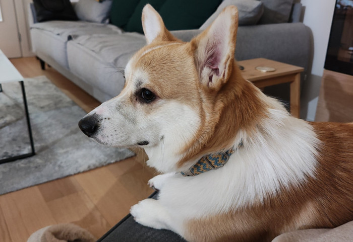 Promene u ponašanju psa koje vlasnici ne bi smeli da ignorišu