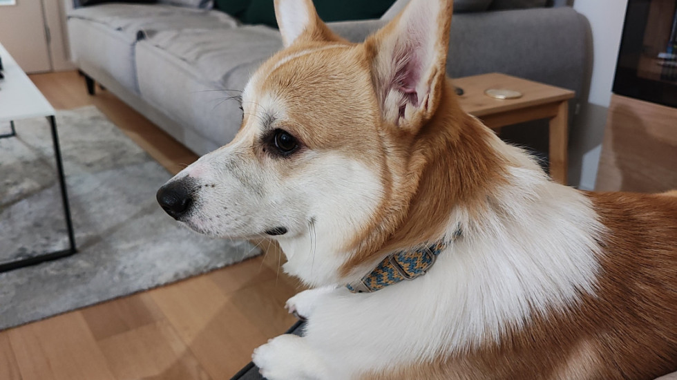 Promene u ponašanju psa koje vlasnici ne bi smeli da ignorišu